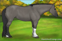 Horse Color:Grullo Roan Tobiano