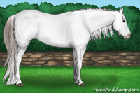 Horse Color:Black Tobiano Frame Appaloosa 