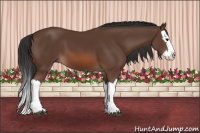 Horse Color:Bay Splash 