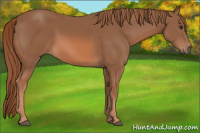 Horse Color:Liver Chestnut