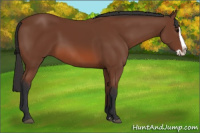 Horse Color:Bay Splash 
