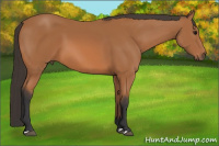 Horse Color:Bay 