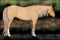 Horse Color:Chocolate Palomino Roan 
