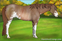 Horse Color:Liver Chestnut Sabino Rabicano 