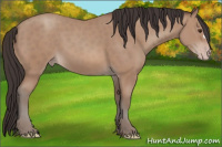 Horse Color:Sable Champagne 