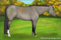 Horse Color:Grullo 