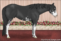 Horse Color:Black Sabino 
