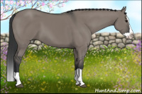 Horse Color:Grullo Splash 