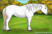 Horse Color:Smoky Black Appaloosa 
