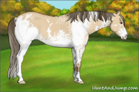 Horse Color:White Spotted Classic Cream Champagne Dun 