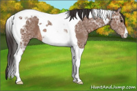 Horse Color:Bay Ice Tobiano 