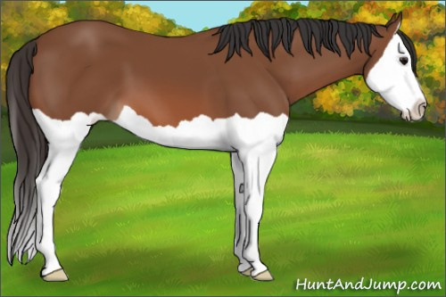 Horse Color: Bay Splash 