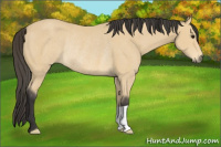 Horse Color:Buckskin Rabicano
