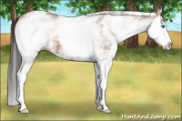 Horse Color:White Spotted Bay Splash