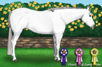 Horse Color:Gray White Spotted Black Blanket 