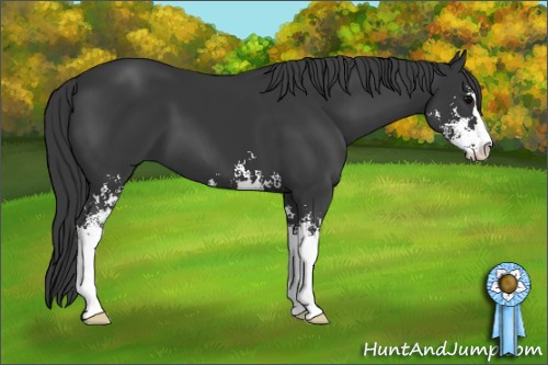 Horse Color: Unknown 