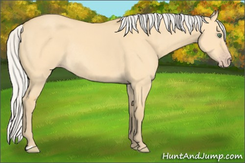 Horse Color: Silver Amber Cream Champagne Dun Rabicano 