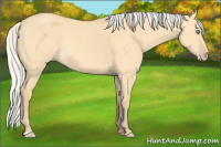 Horse Color:Silver Amber Cream Champagne Dun Rabicano 