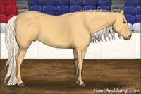 Horse Color:Palomino 