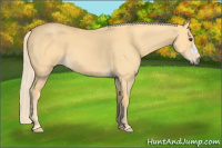 Horse Color:Palomino Roan Dun 