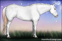 Horse Color:Bay Pearl Appaloosa 