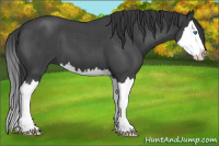 Horse Color:Blue Roan Splash 