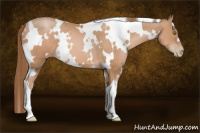 Horse Color:White Spotted Bay Pearl