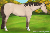Horse Color:Amber Champagne Dun 