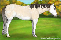 Horse Color:Buckskin Ice Roan Dun Sabino Splash 
