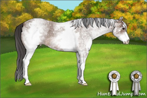 Horse Color: White Spotted Bay Roan 