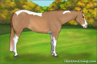 Horse Color:Chestnut Splash Tobiano
