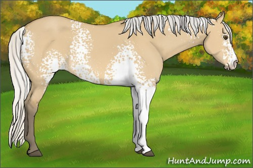 Horse Color: White Spotted Silver Buckskin Dun 