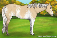 Horse Color:White Spotted Silver Buckskin Dun 