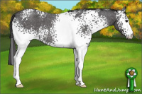 Horse Color:White Spotted Smoky Blue Roan 