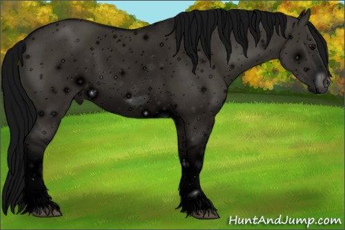Horse Color: ERROR: UNKNOWN ANOMALY