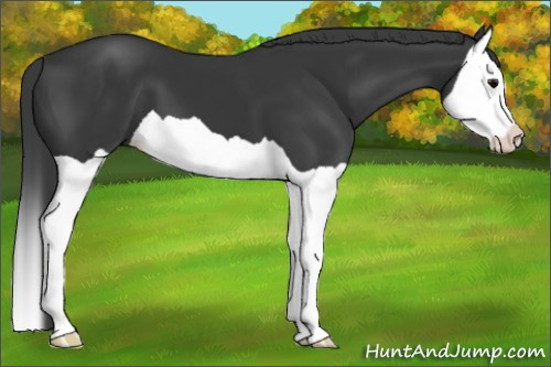 Horse Color: Black Splash 