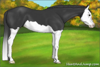 Horse Color:Black Splash