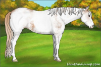 Horse Color:White Spotted Chestnut 