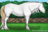 Horse Color:Buckskin Tobiano Blanket 