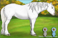 Horse Color:Palomino Appaloosa
