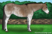 Horse Color:Gray White Spotted Bay Roan Dun
