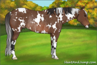 Horse Color:White Spotted Bay Rabicano