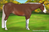 Horse Color:Silver Brown Splash 