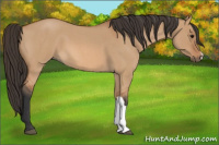 Horse Color:Bay Roan Dun 