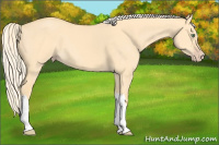 Horse Color:Gold Cream Champagne Dun
