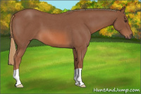 Horse Color:Red Roan 