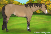 Horse Color:Buckskin Dun 