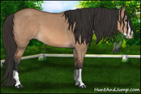 Horse Color:Bay Dun Splash 