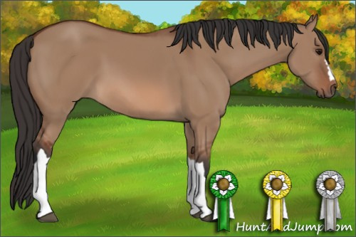 Horse Color: Bay Dun 