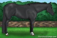 Horse Color:Black 